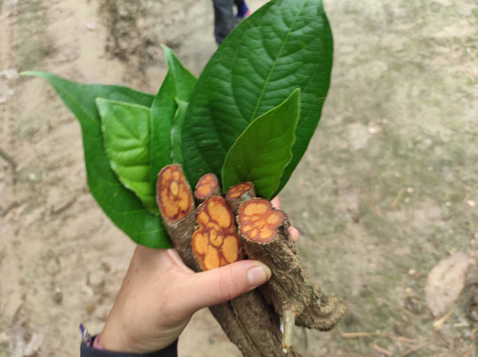 Liana de Ayahuasca recién cortada