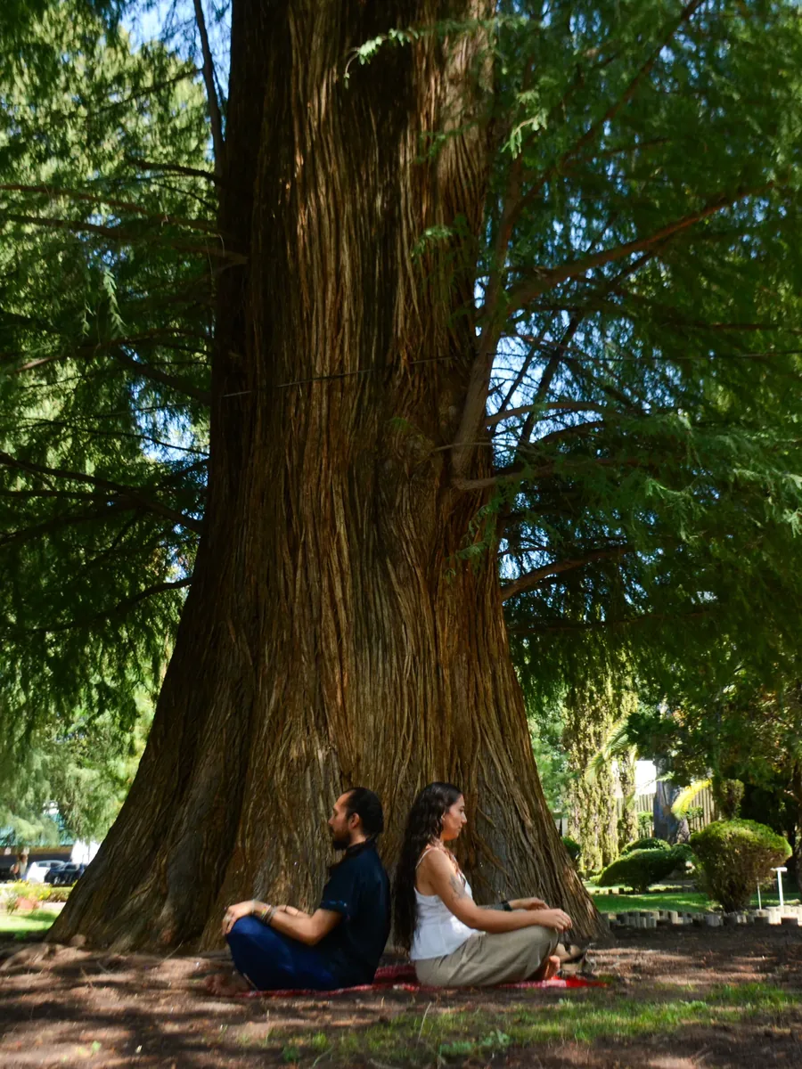 Una pareja sentada espalda con espalda al pie de un árbol grande
