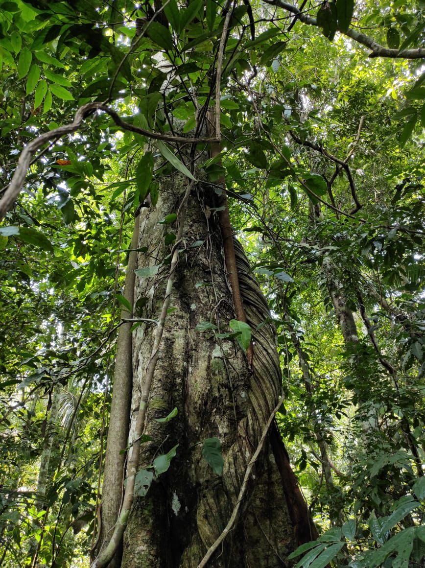 Árbol en la selva amazónica